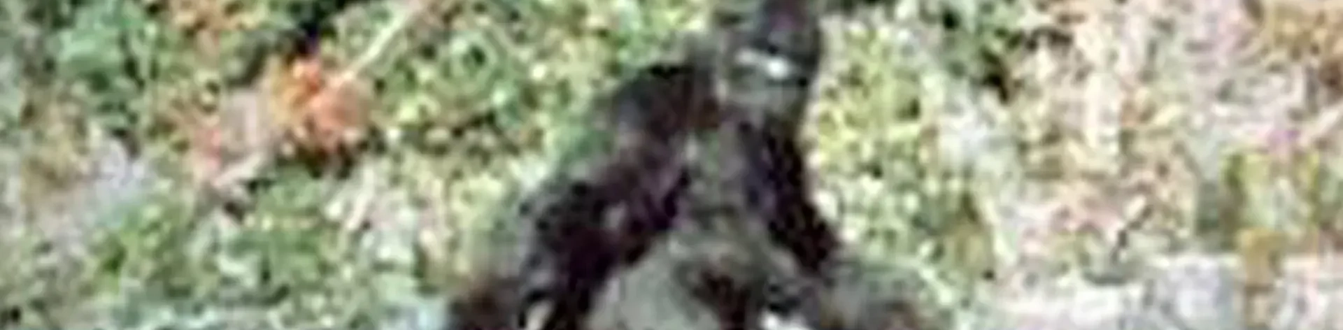 Bigfoot